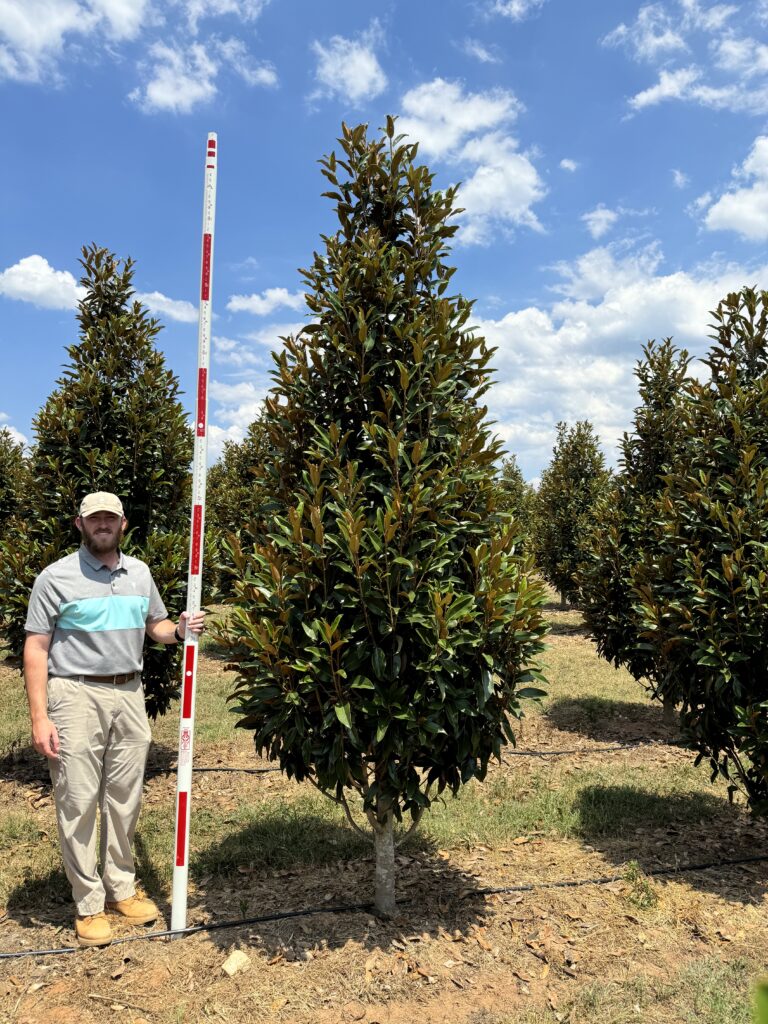 10 ft Alta Magnolia – (4)