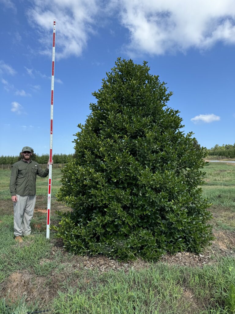 12-14ft Wirt Winn Holly - (1) - COVER