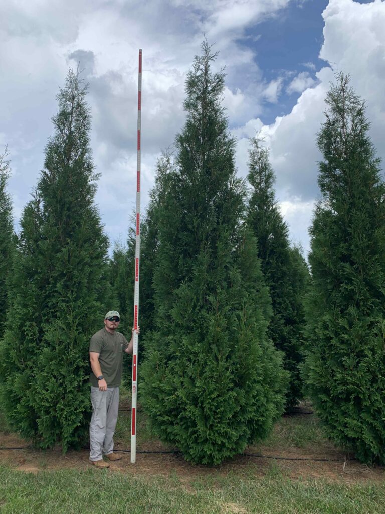 18-20 ft Hetz Arborvitae – (1) – COVER