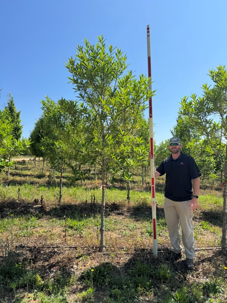 2-3 in Prodigy Fringetree – (2) – Cover