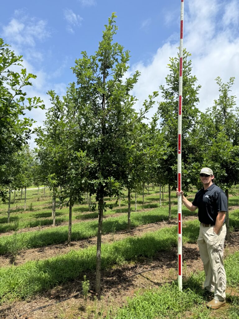 2.5 in Streamline Overcup Oak (1)