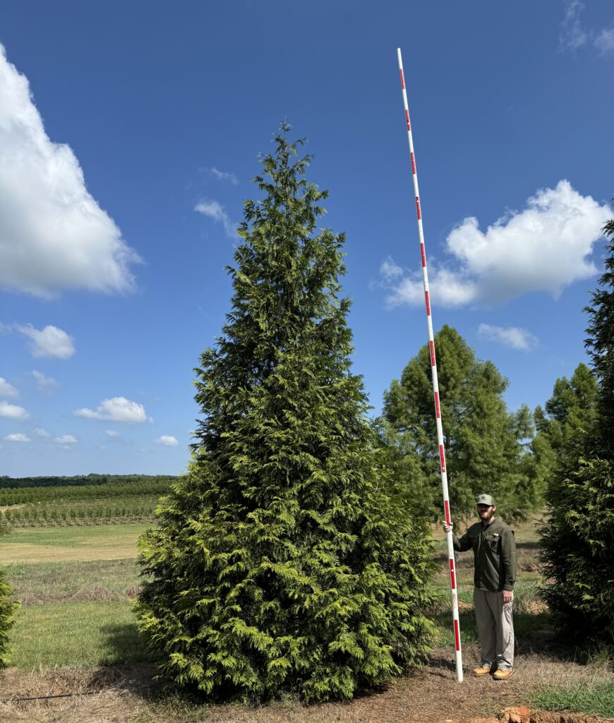 Green Giant Arborvitae - Select Trees