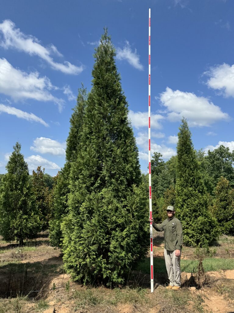 22-24ft Hetz Arborvitae – (2)