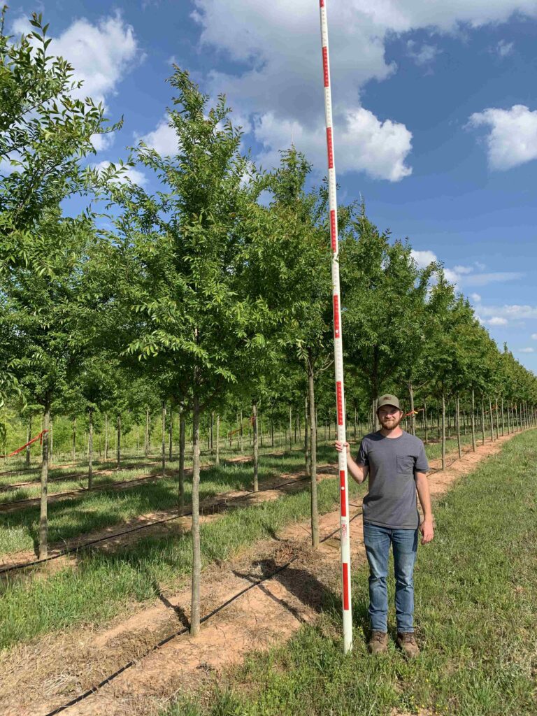 3-3.5 in Allee Lacebark Elm - (4)
