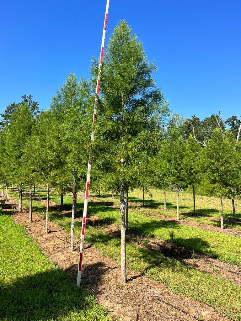 3-4 in Autumn Gold Bald Cypress - (1)
