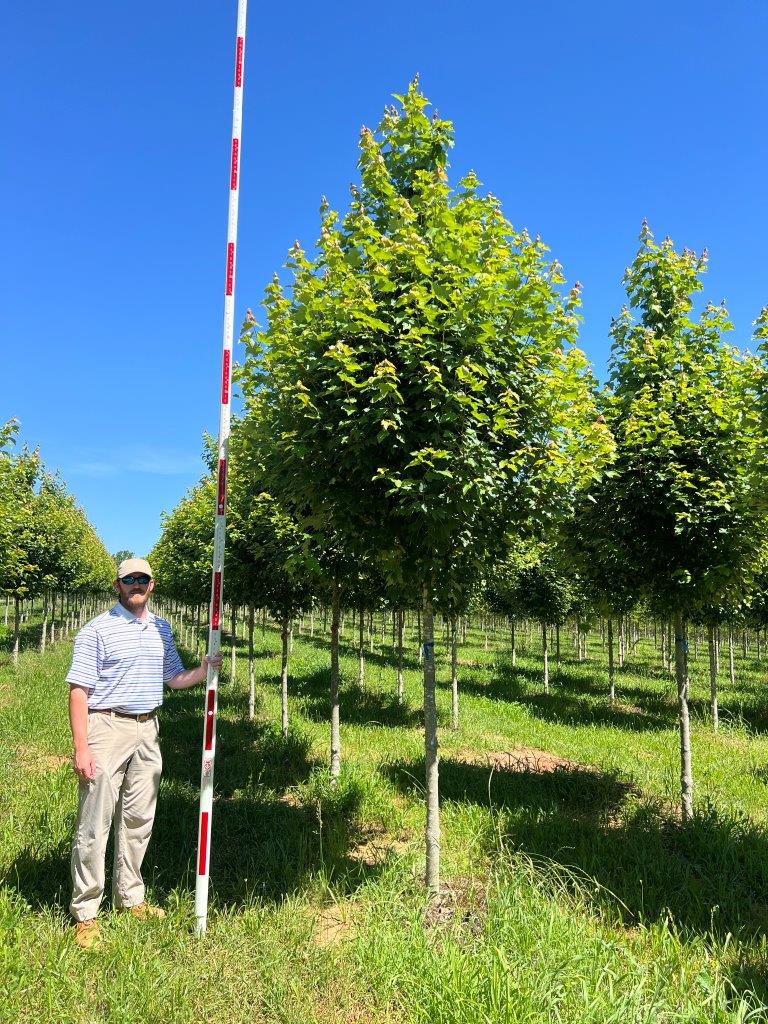 3 in Built to Last Red Maple (2)