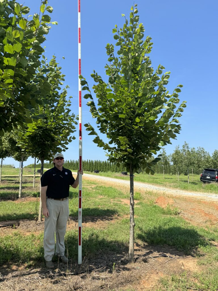 3 in Jefferson American Elm (2)