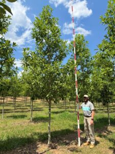 3 in Moonglow Sweetbay Magnolia (2)