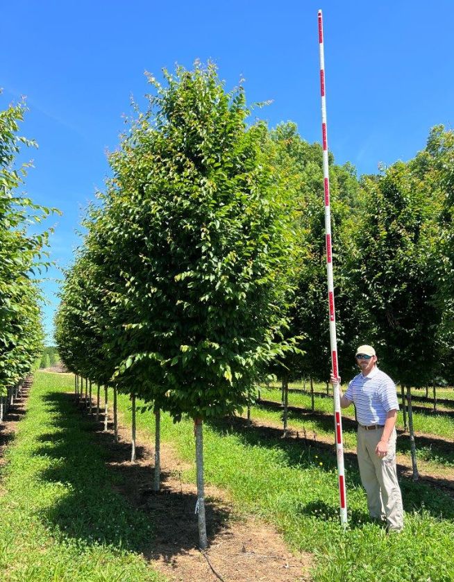 3 in Palisade American Hornbeam - (3) - Cover Photo