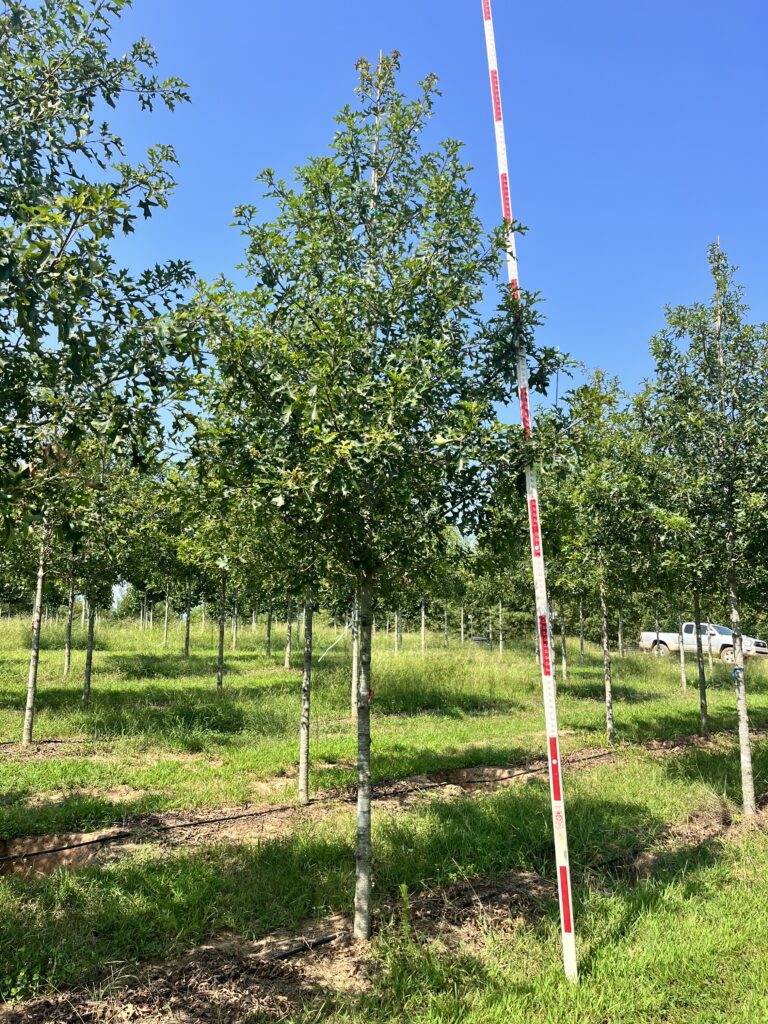 3 in Sangria Nuttall Oak - (2)