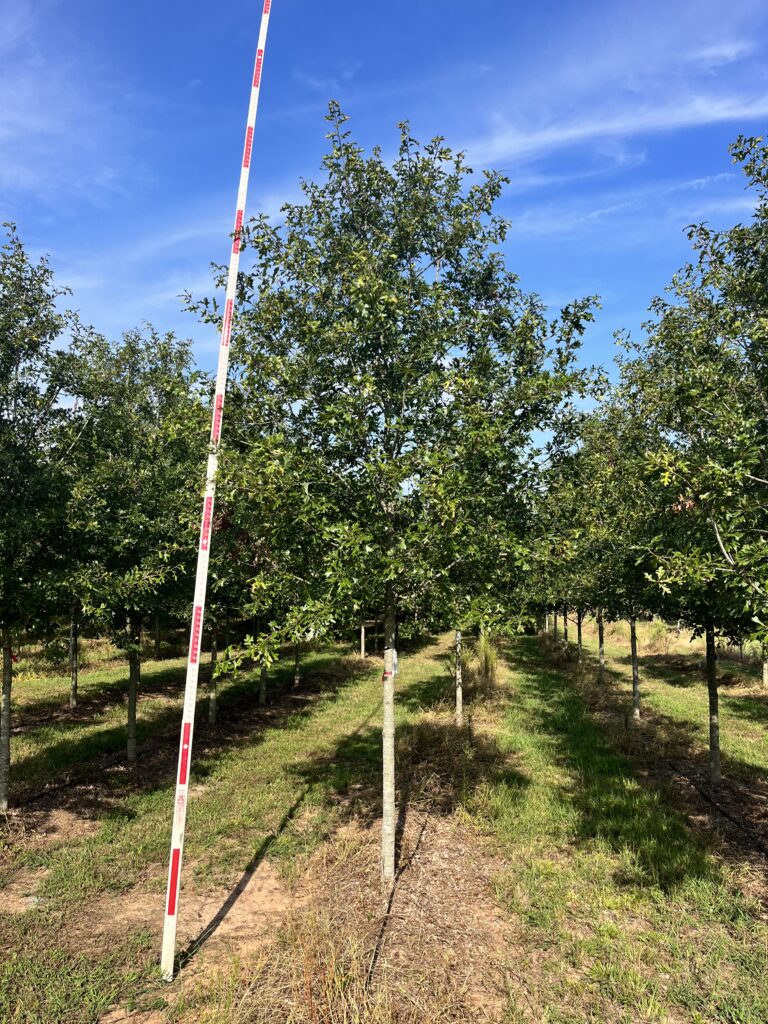 3.5-4.5 in Jaybird Georgia Oak