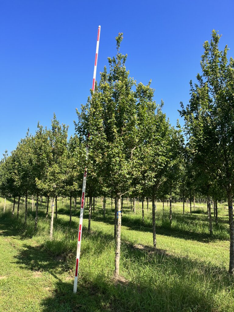 3.5-4.5 in Pritchard Trident Maple – (2)