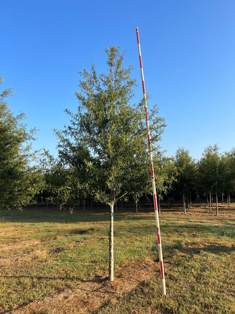 3.5 in Ascendor Willow Oak – (2)