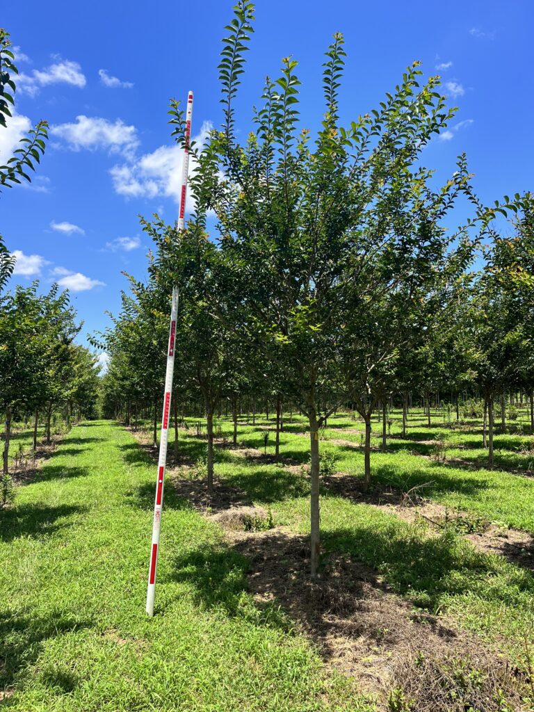 3.5 in Sarah’s Favorite Crapemyrtle – (1)