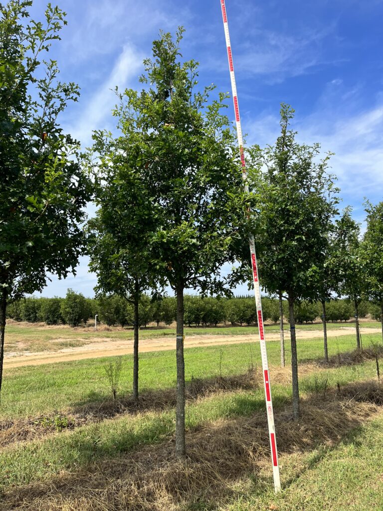 3.5 in Streamline Overcup Oak