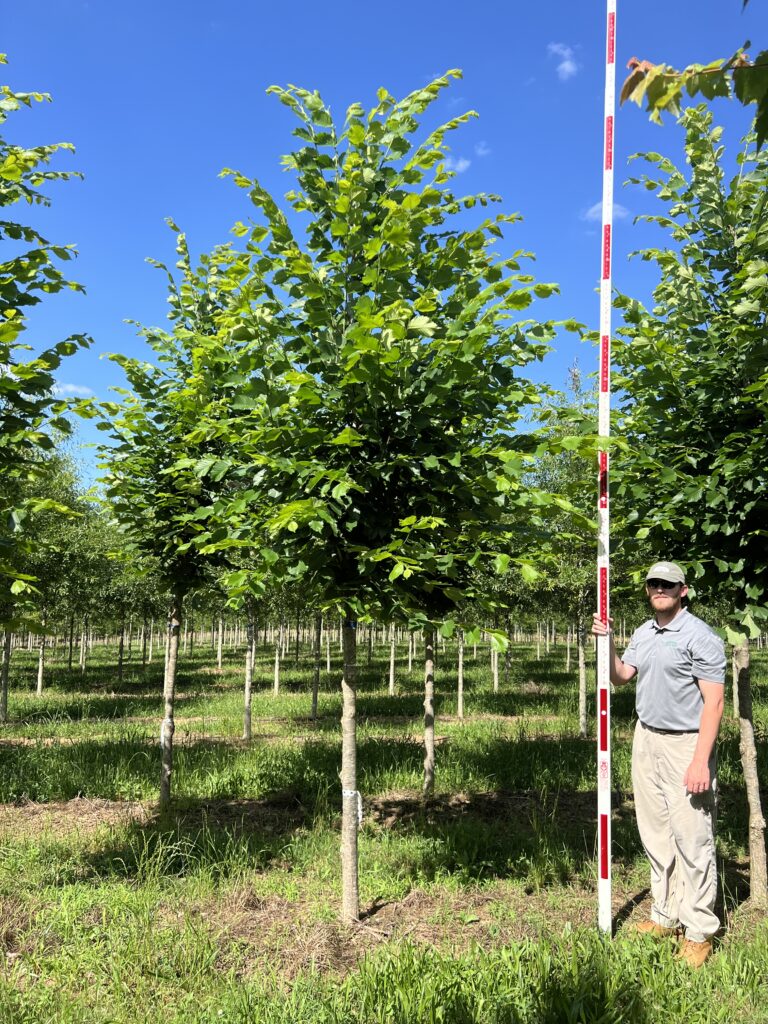 3in Jefferson American Elm - (2)