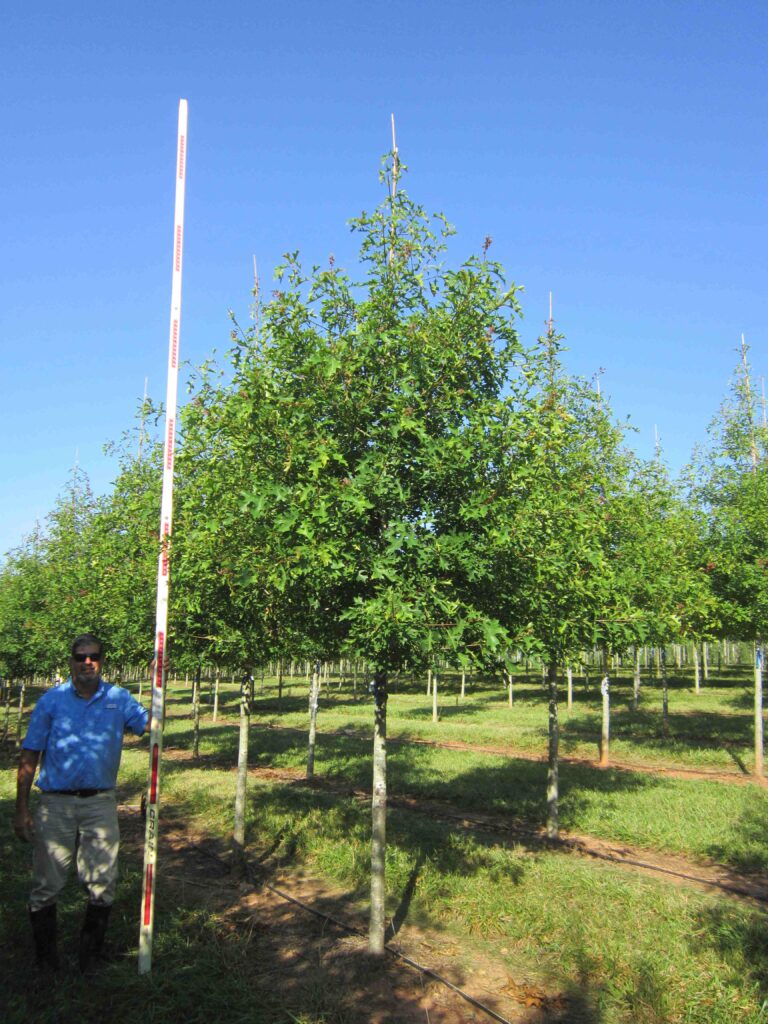 3in Sangria Nuttall Oak