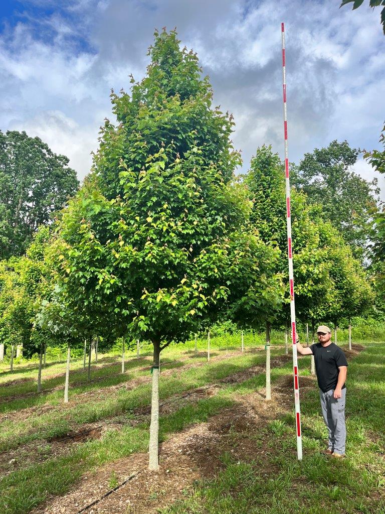 4-5 in Built to Last Red Maple - (1) -COVER