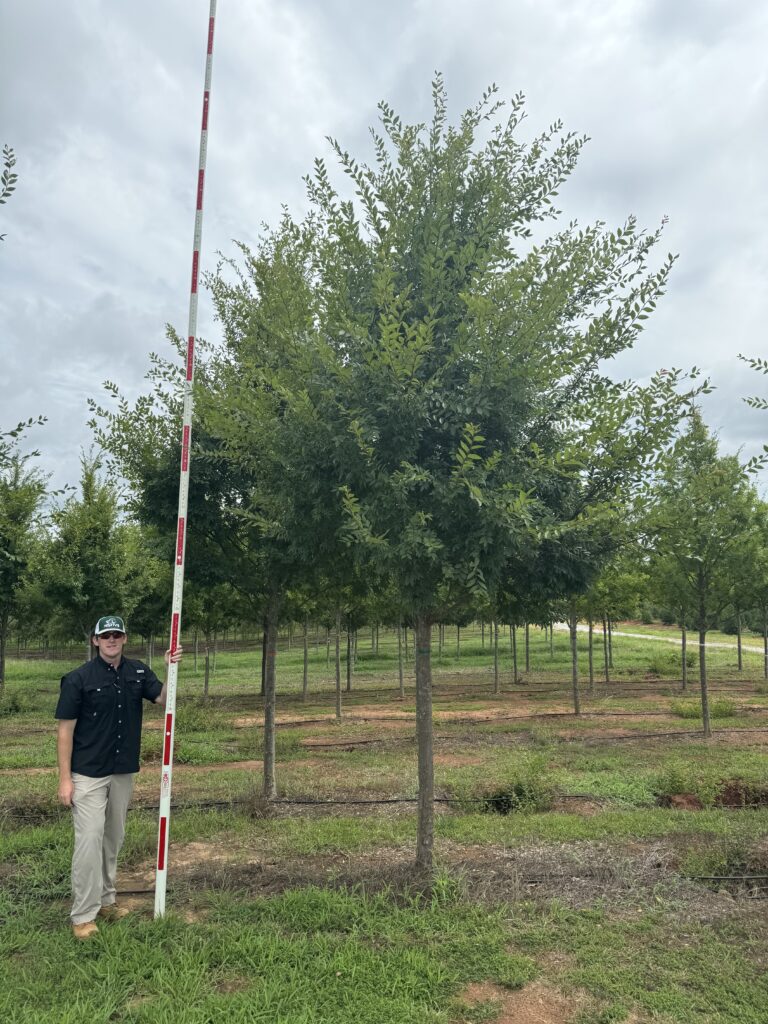 4 in Allee Lacebark Elm - (3)
