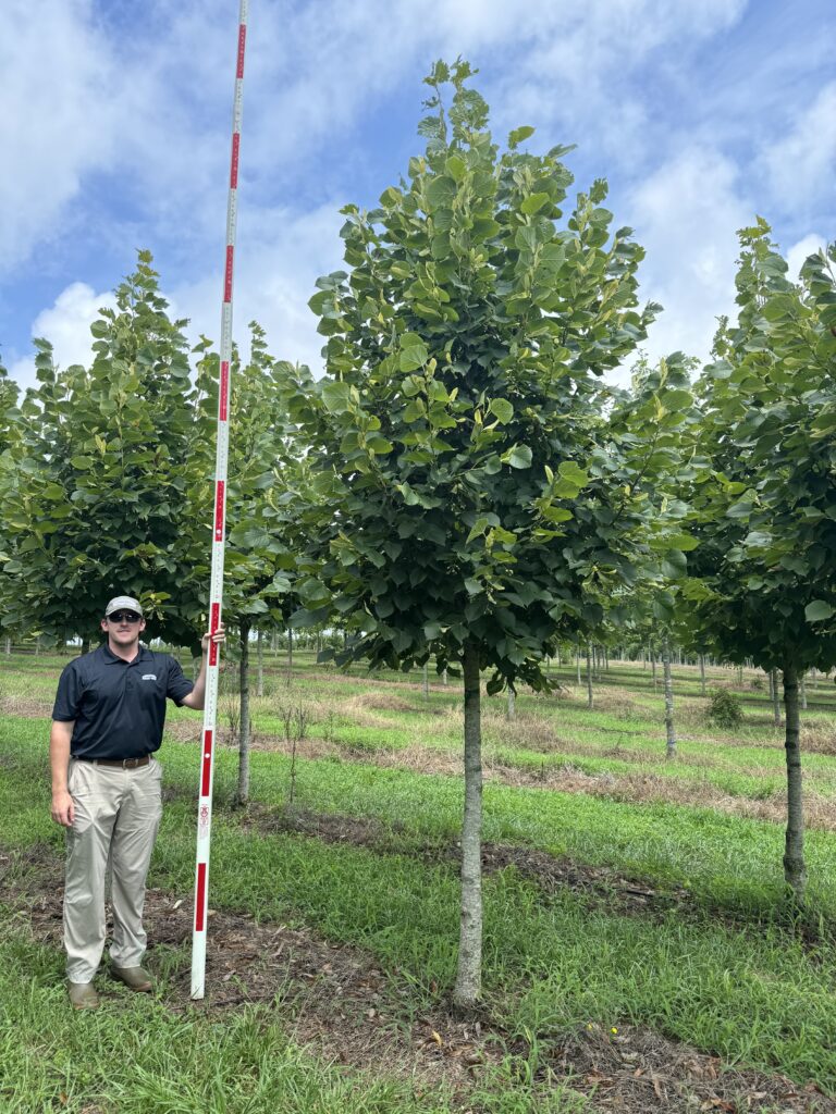 4 in Durable Linden (2) - COVER