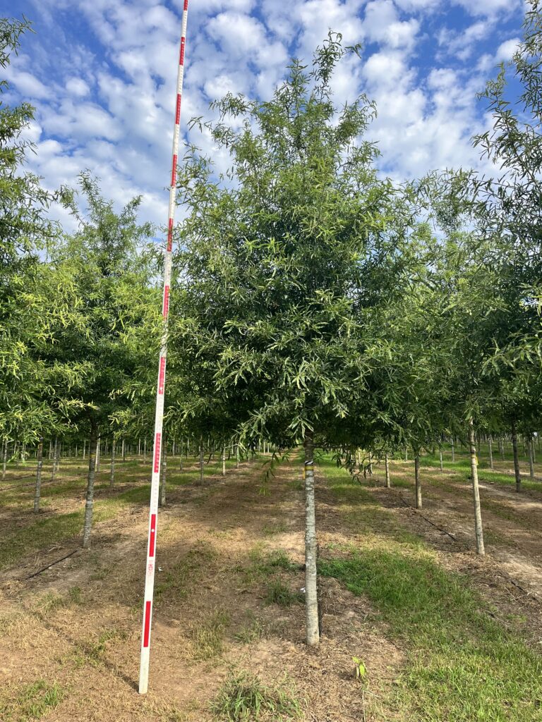 4 in Fortitude Willow Oak