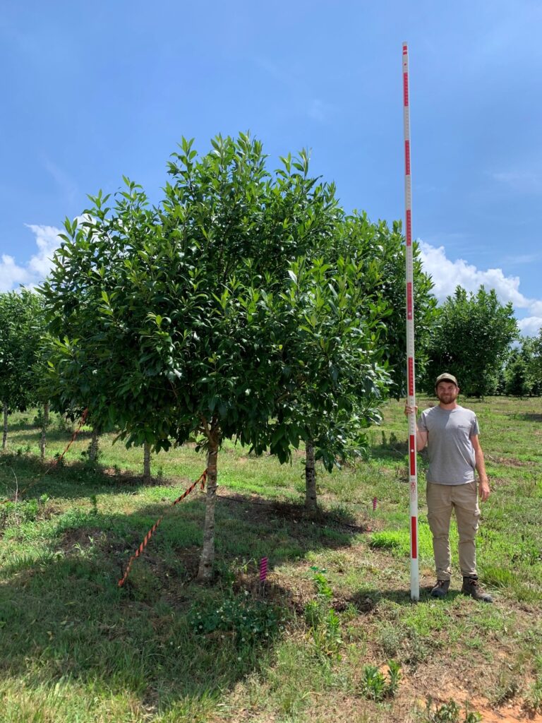 4 in Serenity Fringetree