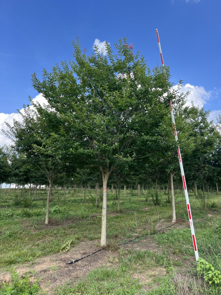4.5-5.5 in Muskogee Crapemyrtle – (2)