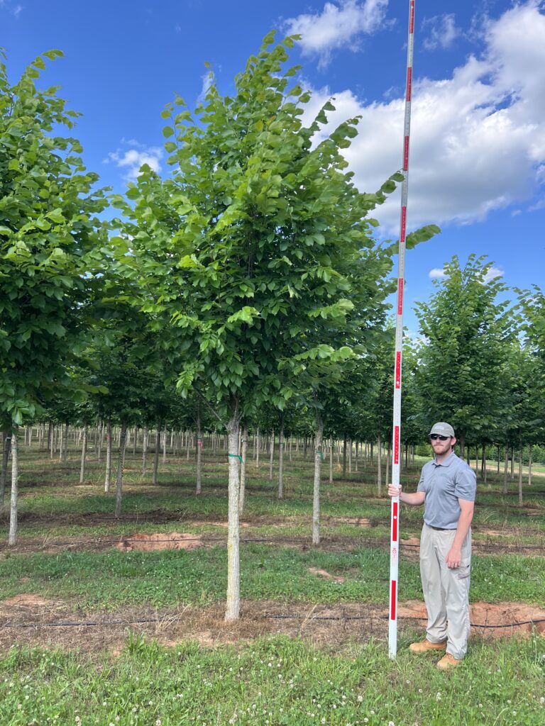 4in Jefferson American Elm - (1)