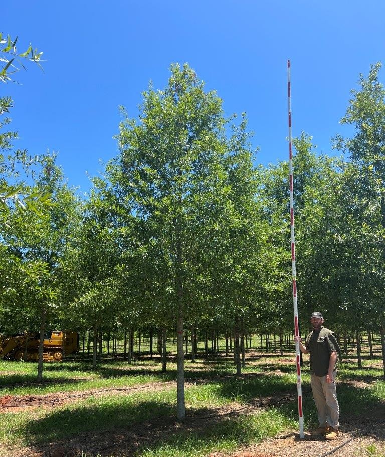 5 in Ascendor Willow Oak- (1) (002)