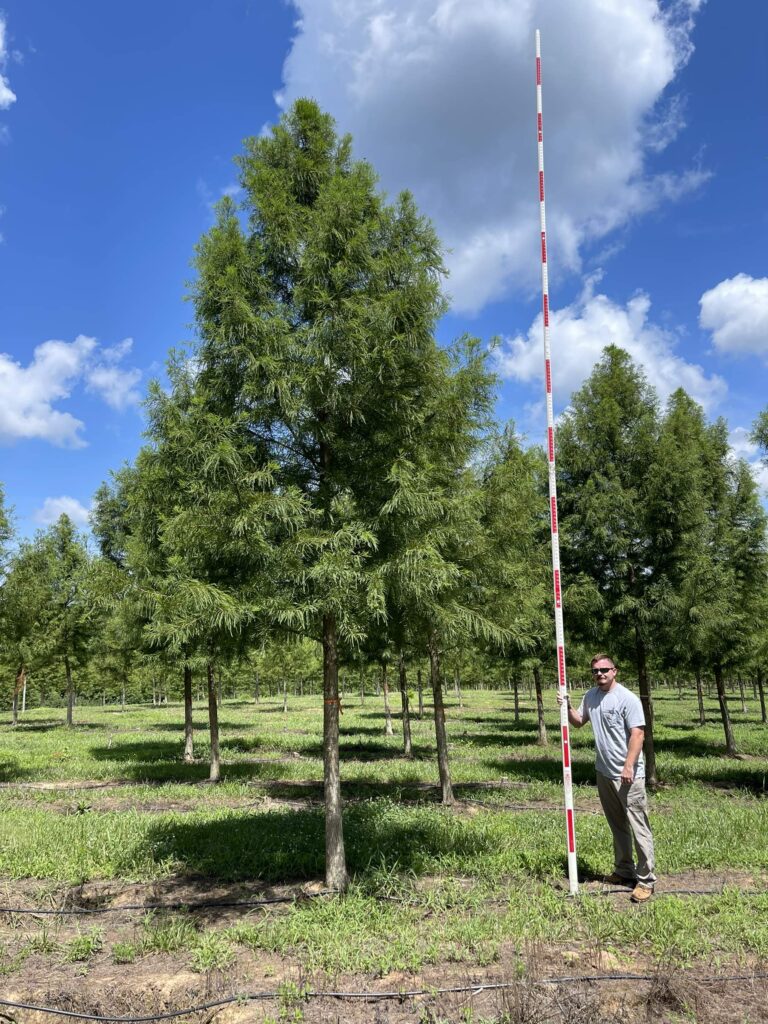 5 in Autumn Gold Bald Cypress (2) -
