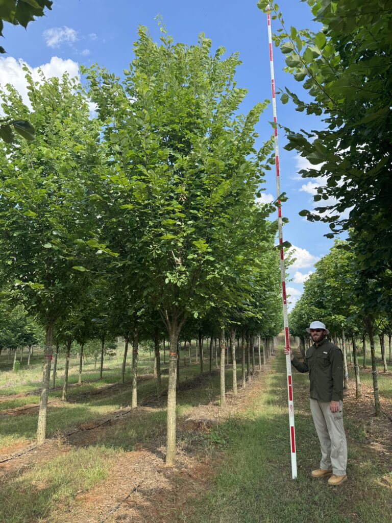 5 in Creole Queen American Elm - COVER