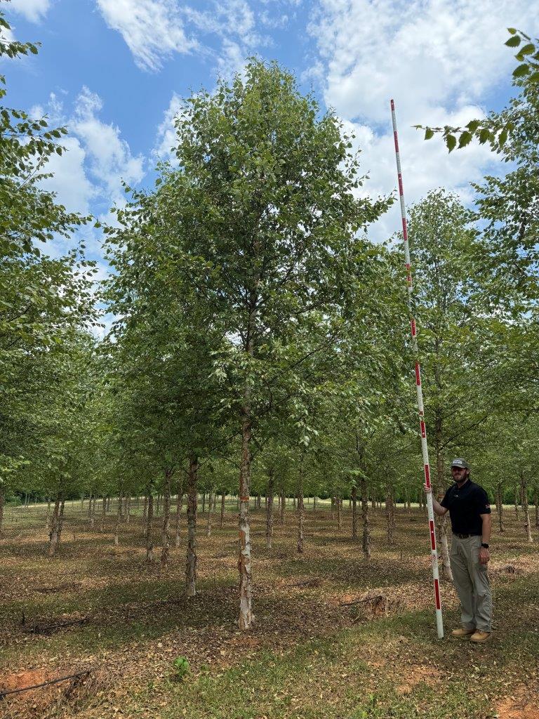 5" Dura-Heat River Birch - COVER