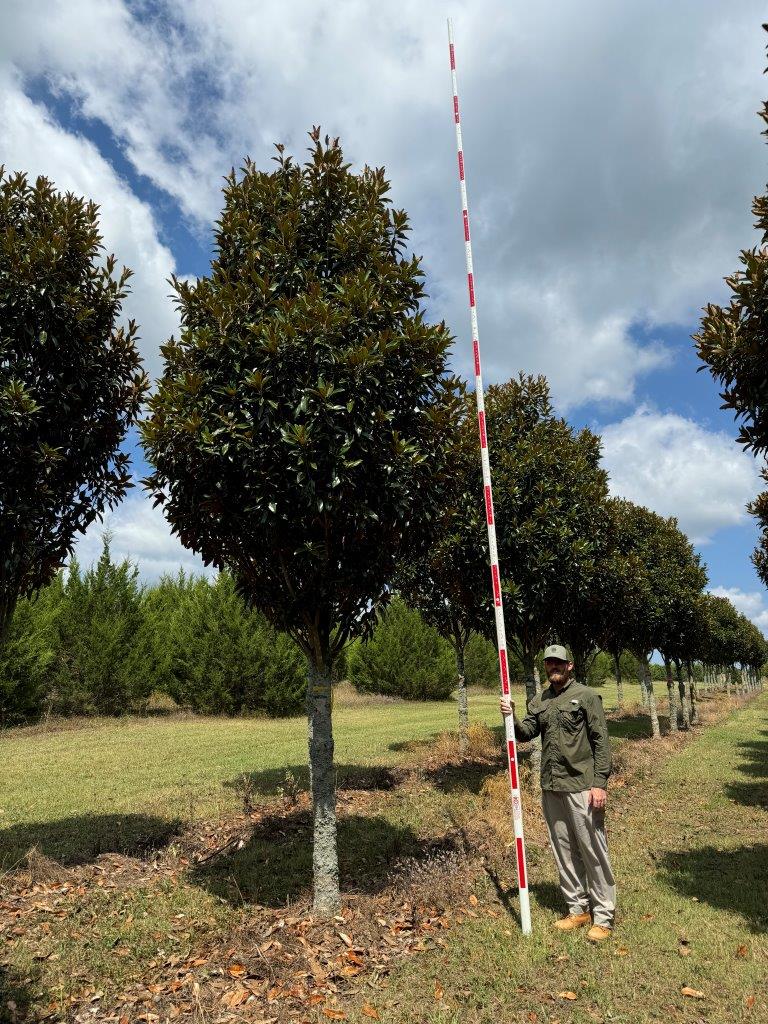 5.5-6.5in Alta Southern Magnolia – (2) – COVER