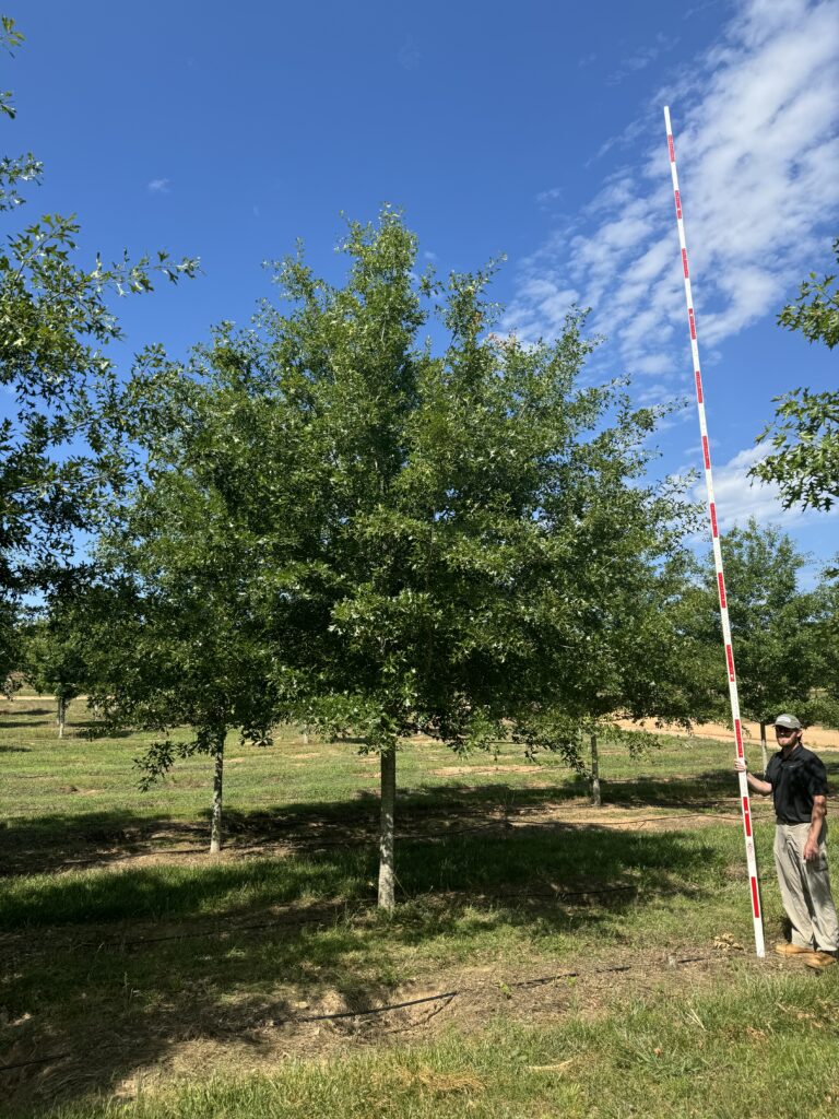 5.5 in Jaybird Georgia Oak - COVER
