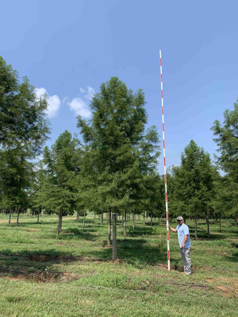 6-7 in Autumn Gold Bald Cypress - (2)
