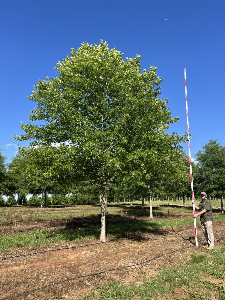 6-7 in Highpoint Nuttall Oak - (1) - COVER