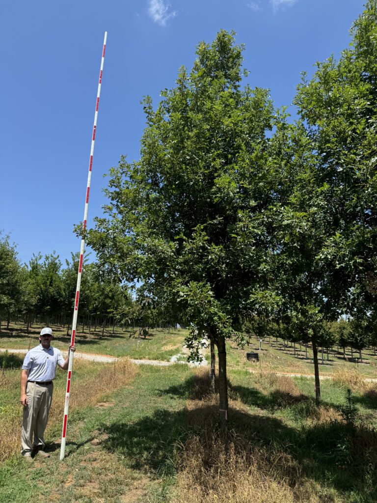 6 in Streamline Overcup Oak - (2)