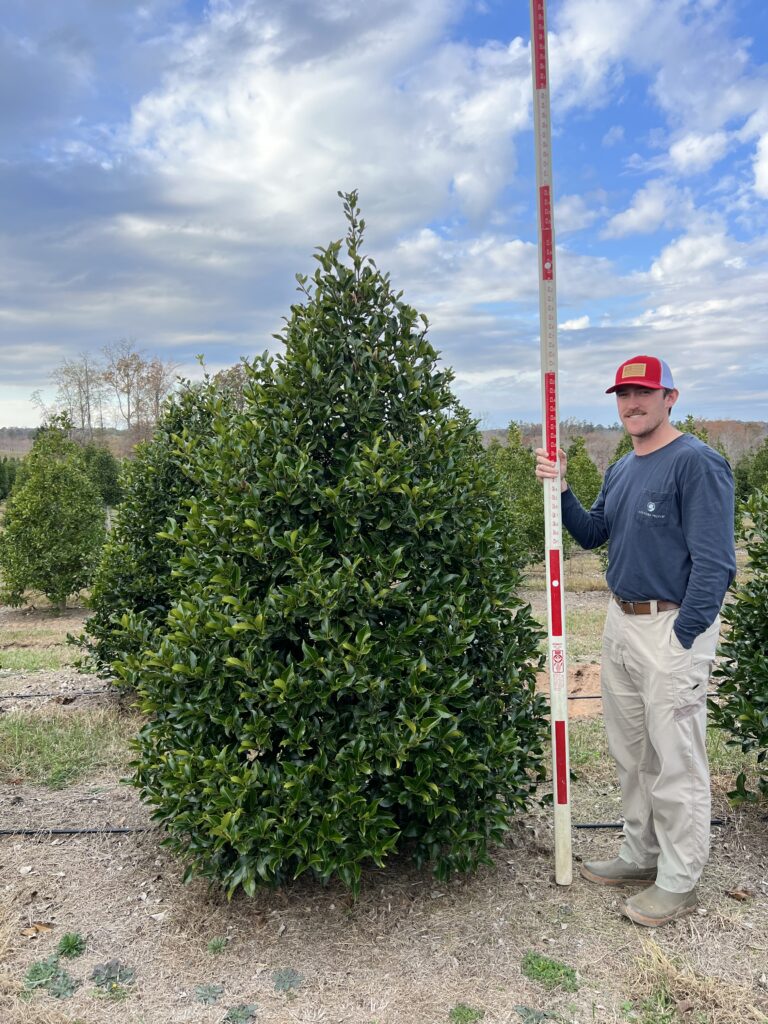 7-8 ft Wirt Winn Holly - (1)