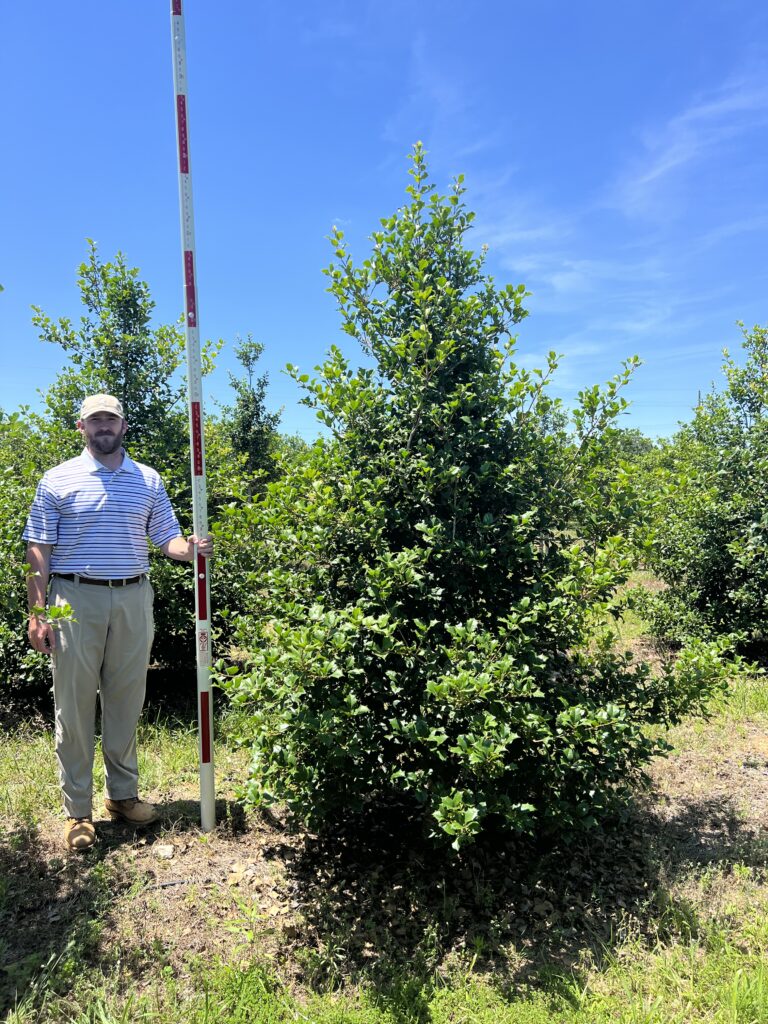 8-10 ft Glorious Fences American Holly