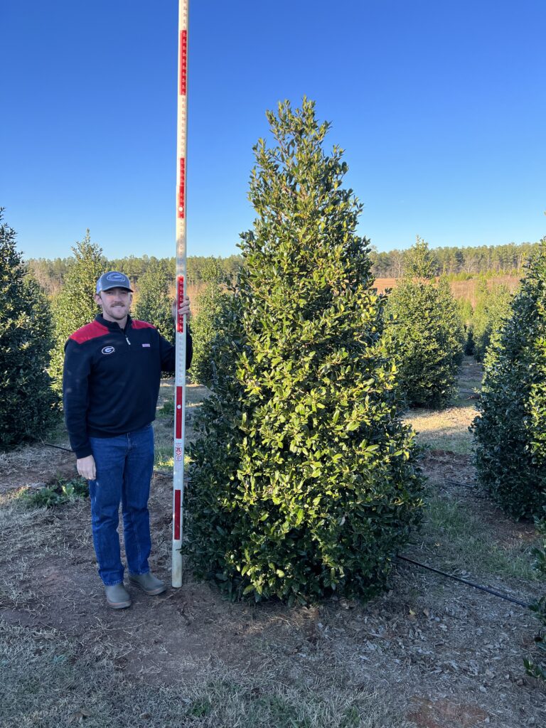 8-10 ft Nellie Stevens Holly - (1)