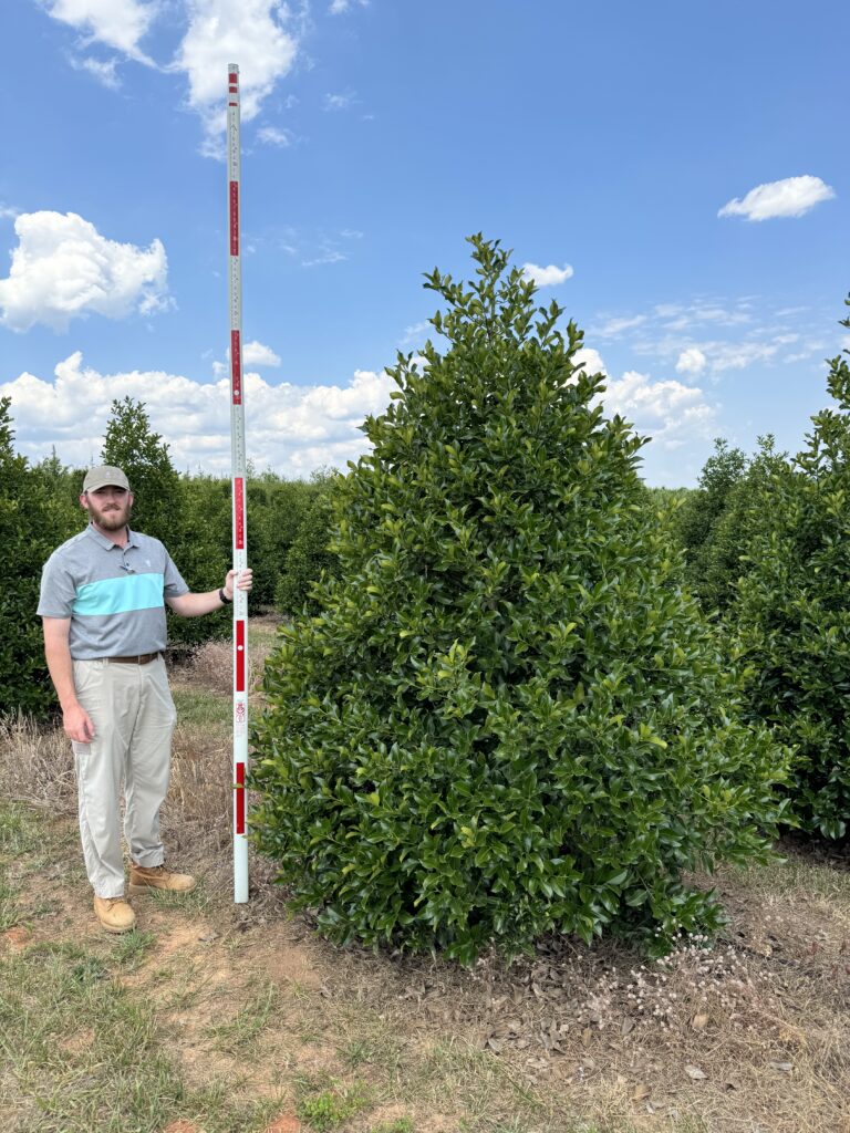 8 ft Wirt Winn Holly