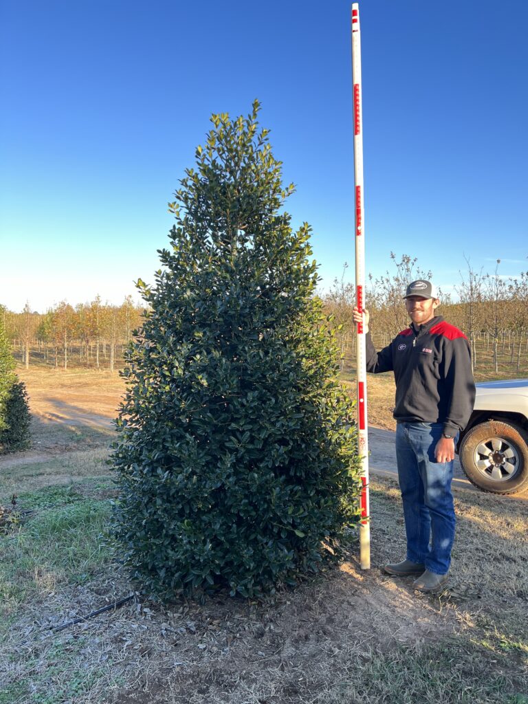 9-10 ft Nellie Stevens Holly