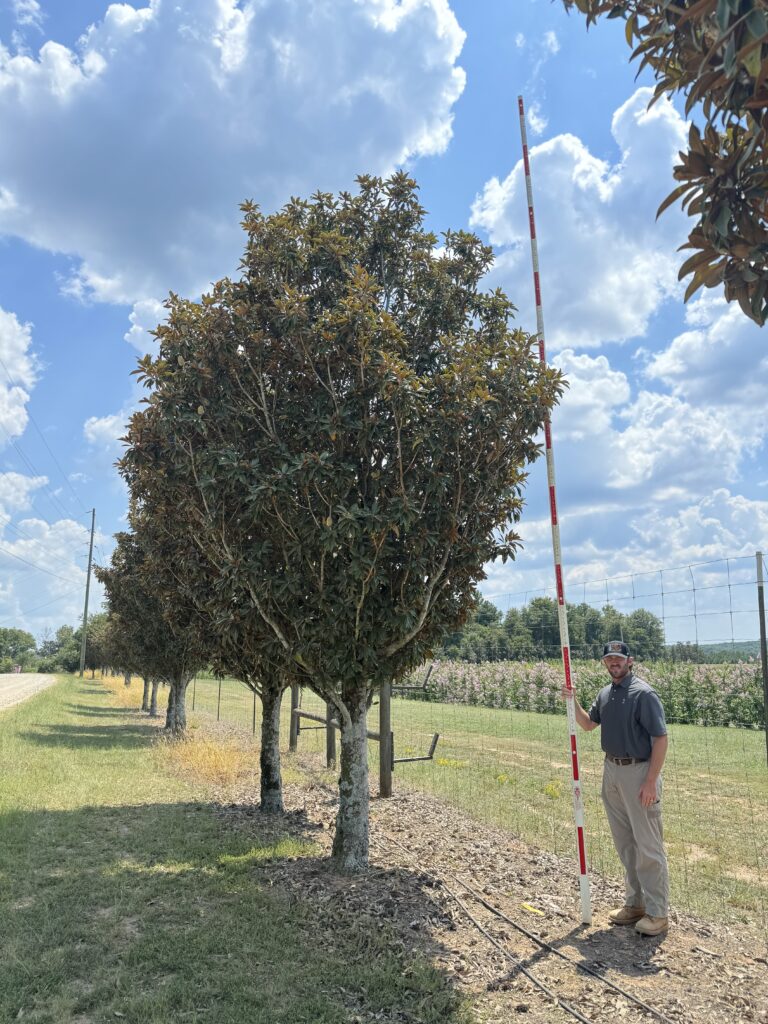 9-10 in Alta Magnolia (2)