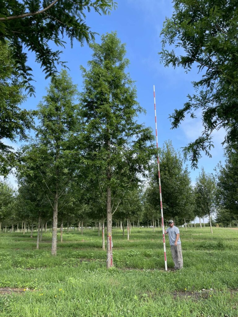 9-10in Palatial Dawn Redwood (1)