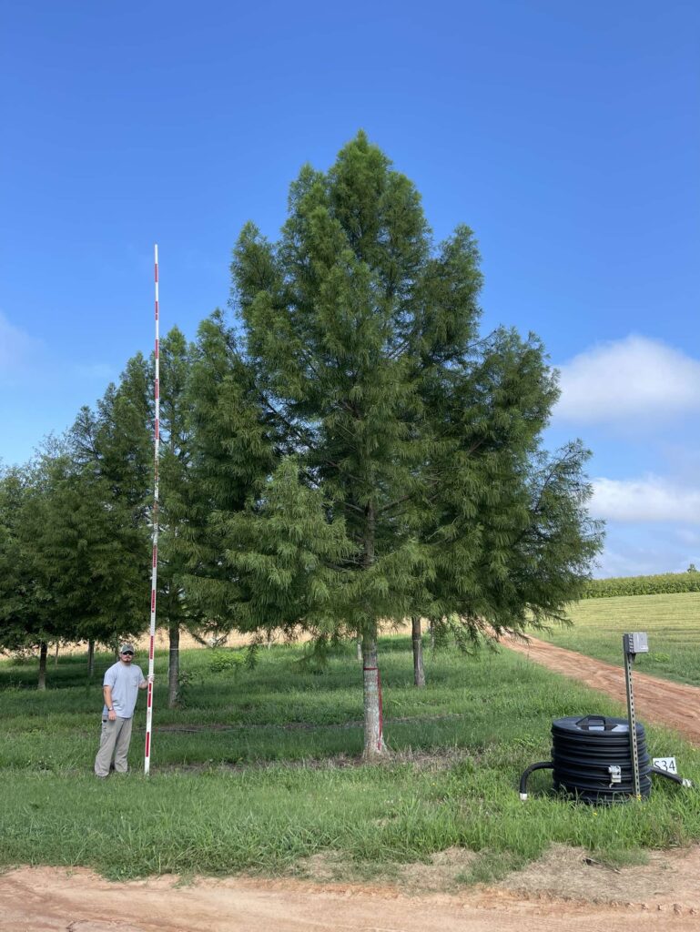 9in Autumn Gold Bald Cypress (1) - COVER