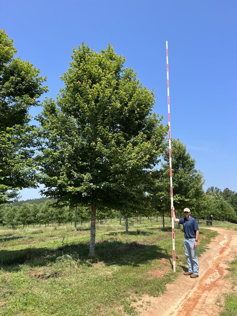 Built to Last Red Maple - (17)