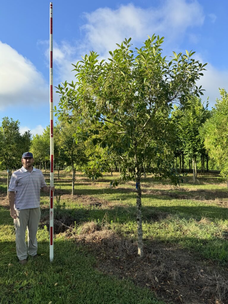 Lagniappe Fringetree - (1)