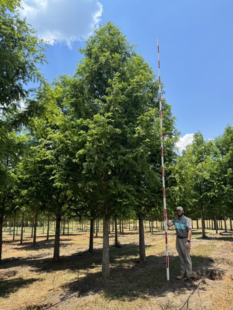 Palatial Dawn Redwood - (3) - COVER