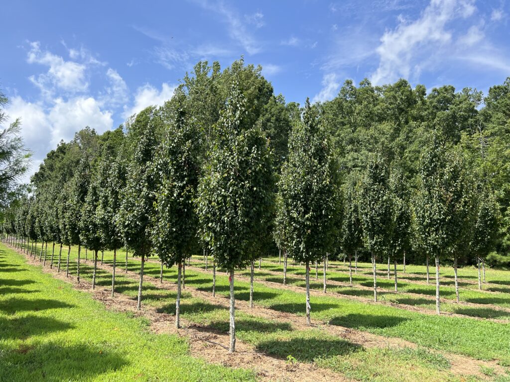 Palisade American Hornbeam