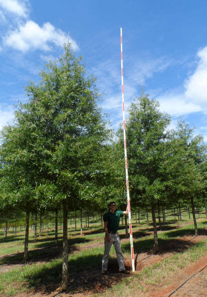 QupheFor-5in-09.15.14-02E